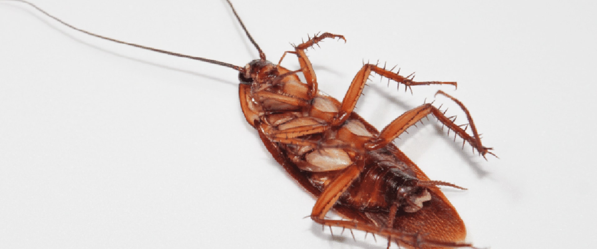 Why do i see more roaches after pest control?