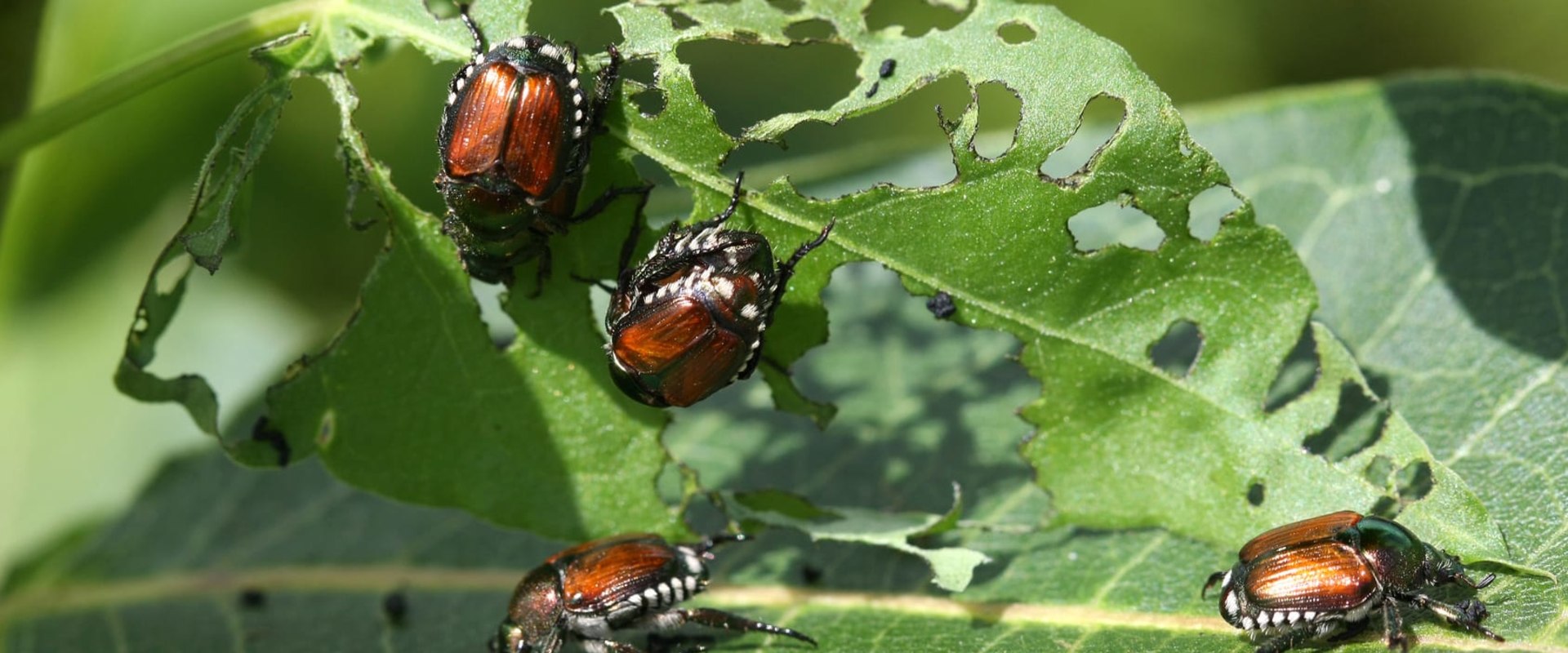 Keeping San Diego Pest-Free: A Comprehensive Guide to Common Pests and How to Combat Them