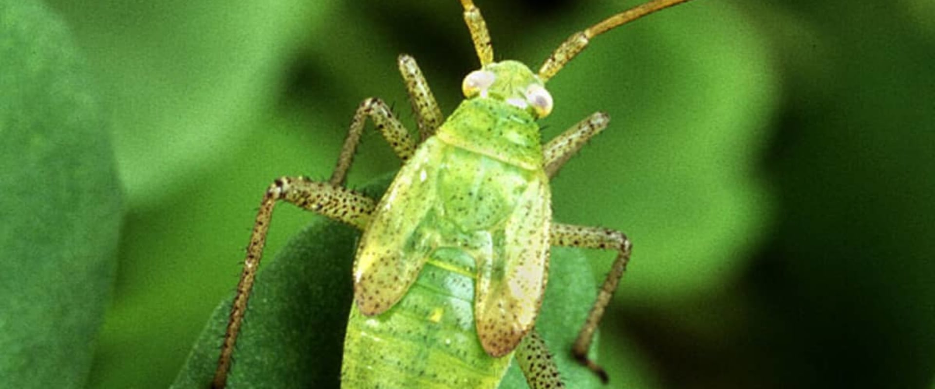 What are the advantages of using biological control?