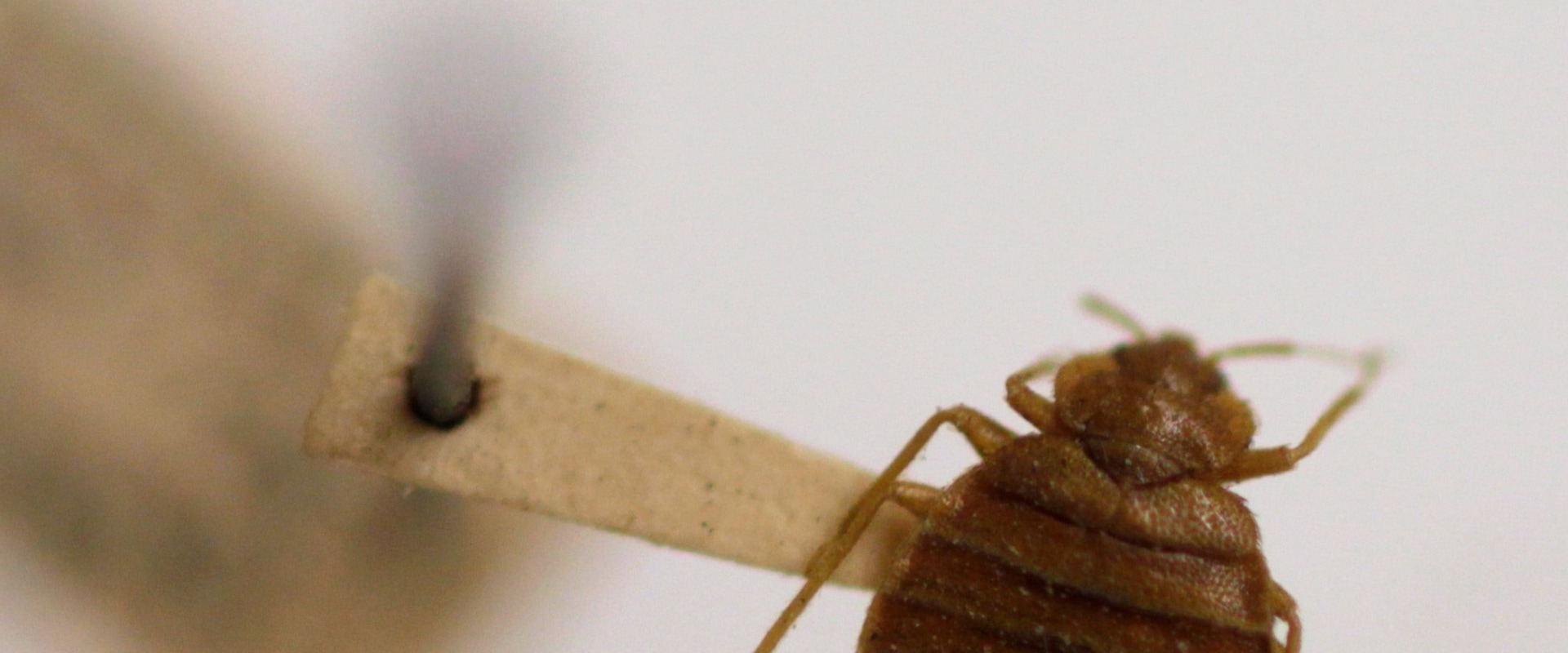 Why are bed bugs still alive after treatment?