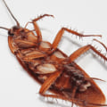 Why do i see more roaches after pest control?