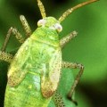 What is the biggest disadvantage of using biological pest control how can you say?