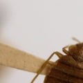 Why are bed bugs still alive after treatment?