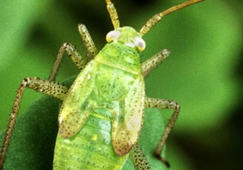 What are the advantages of using biological control?